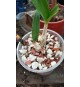 Субстрат для орхидей №2 (Дендробиум, Катлея, Онцидиум) -1 литр