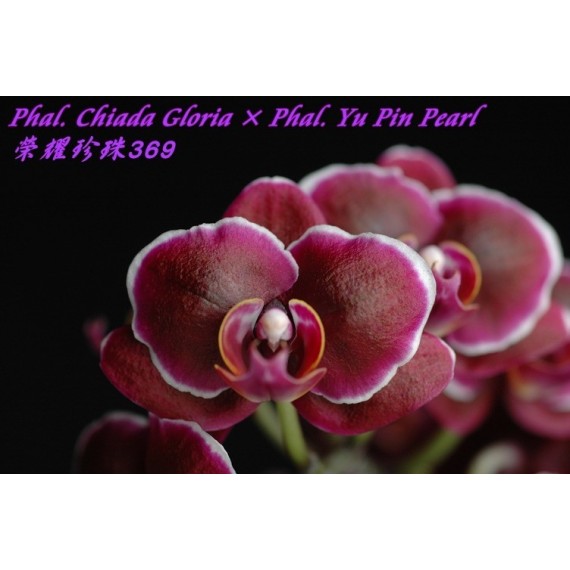 Phal. Chiada Gloria × Yu Pin Pearl